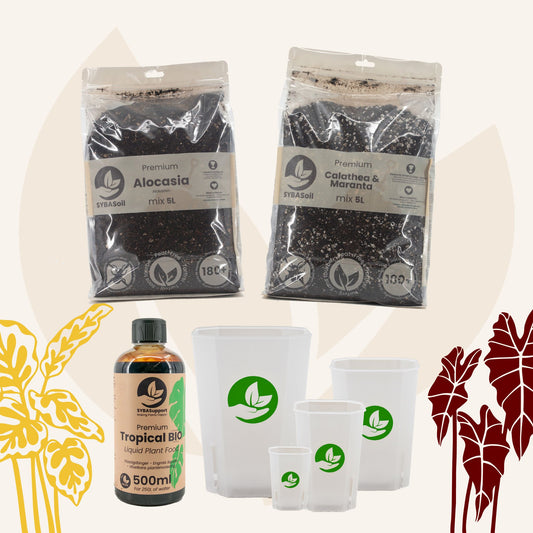 Tropische Planten Welkomstbundel