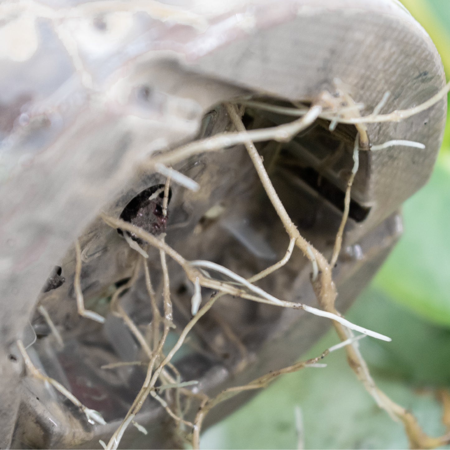 Minerale Cactussen & Vetplanten Mix