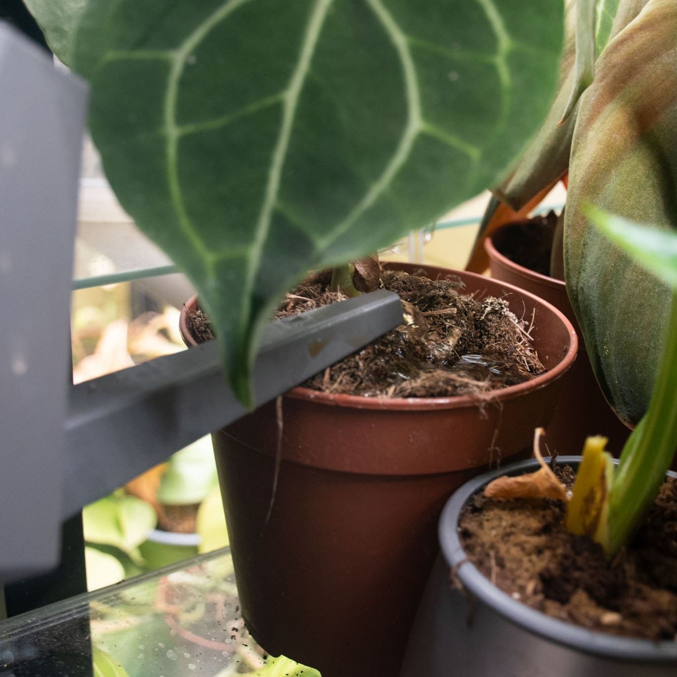 Tropische BIO Vloeibare plantenvoeding