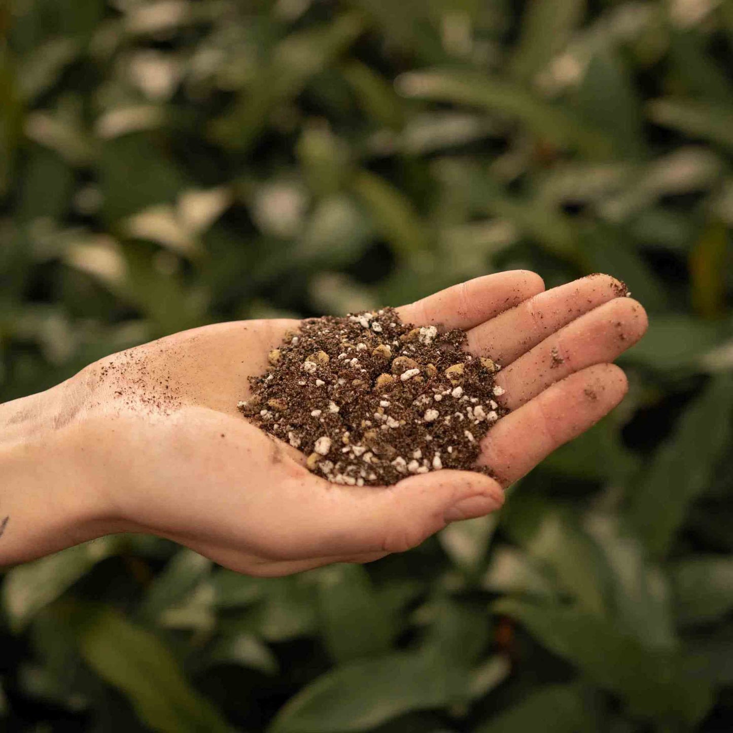 Kaktusser & Sukkulenter-Jord