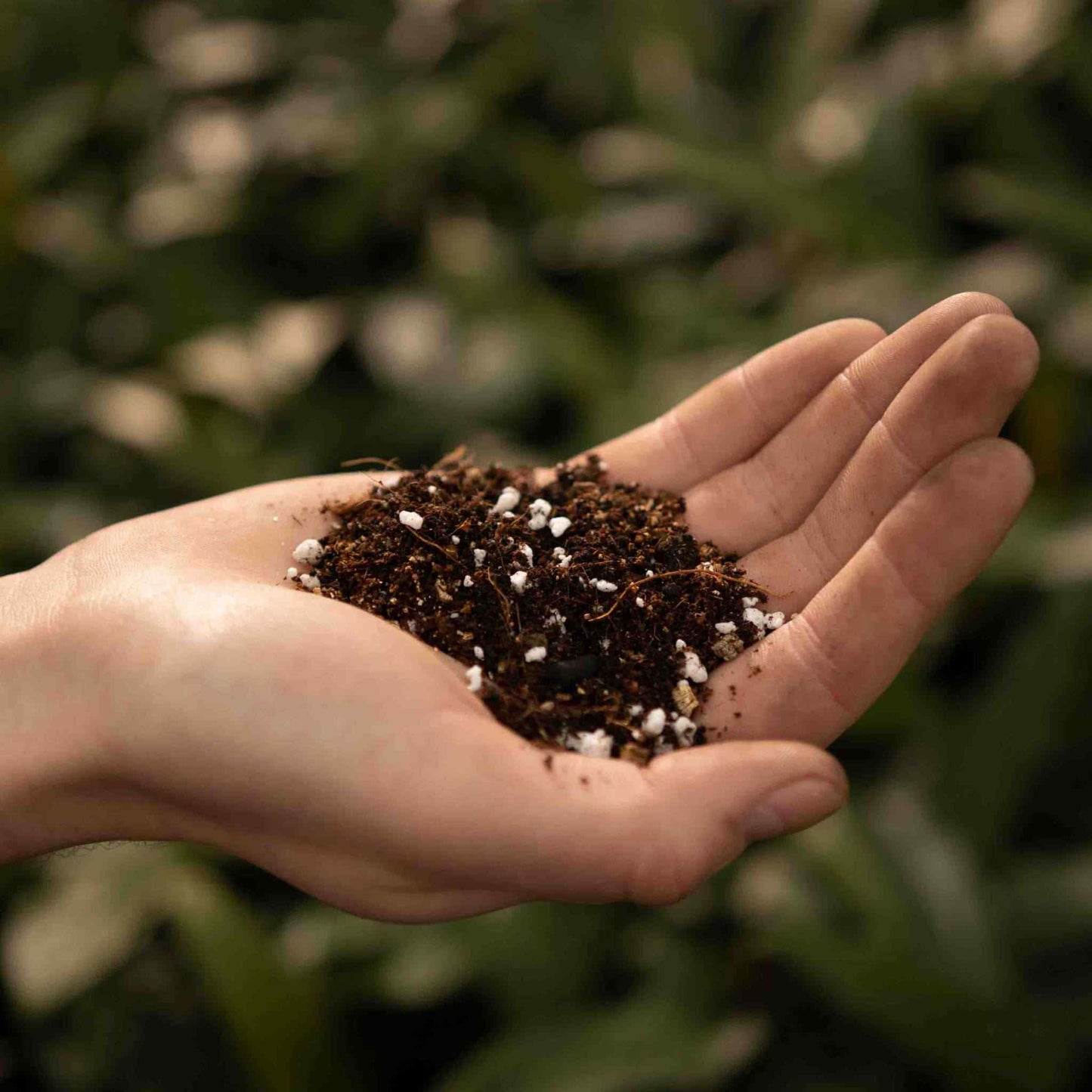 Calathea & Maranta potgrond