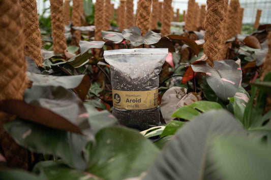Monstera soil