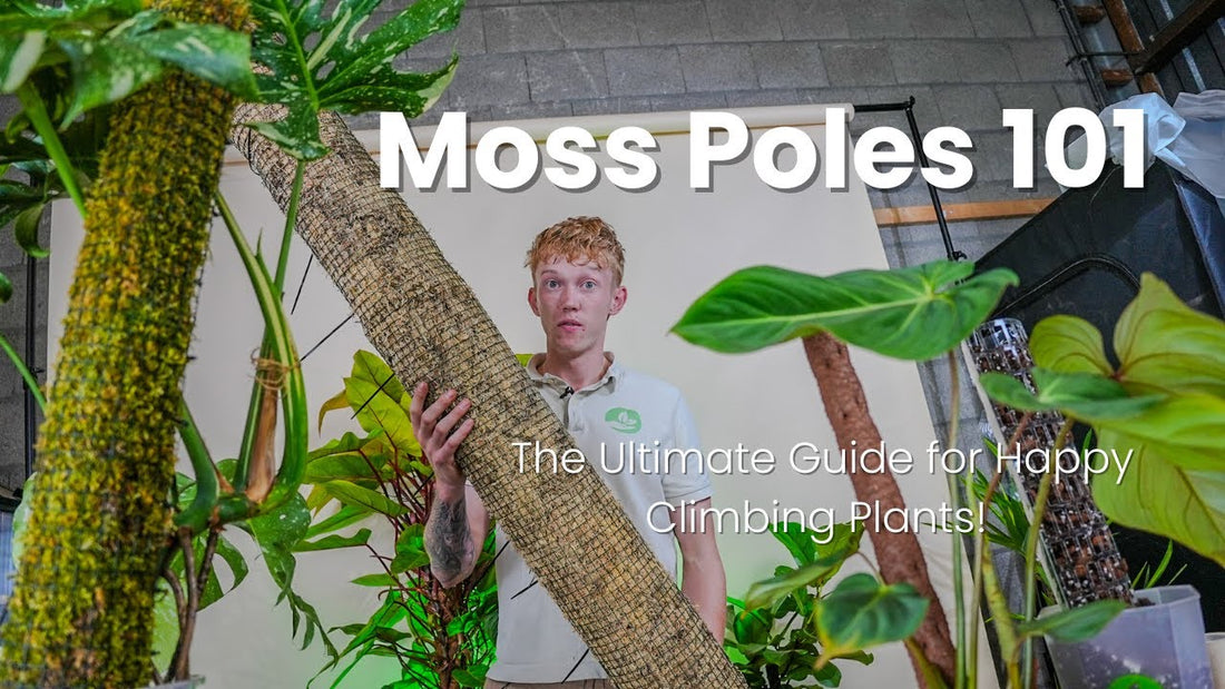 Moss Poles Questions