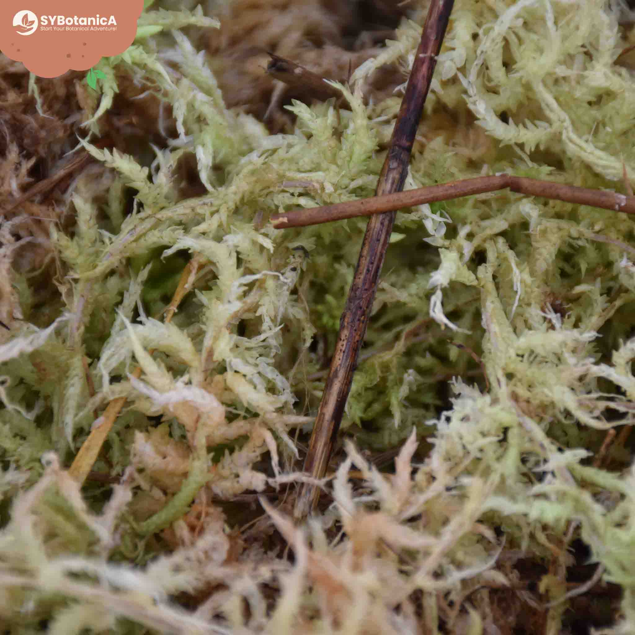 Live Sphagnum Moss