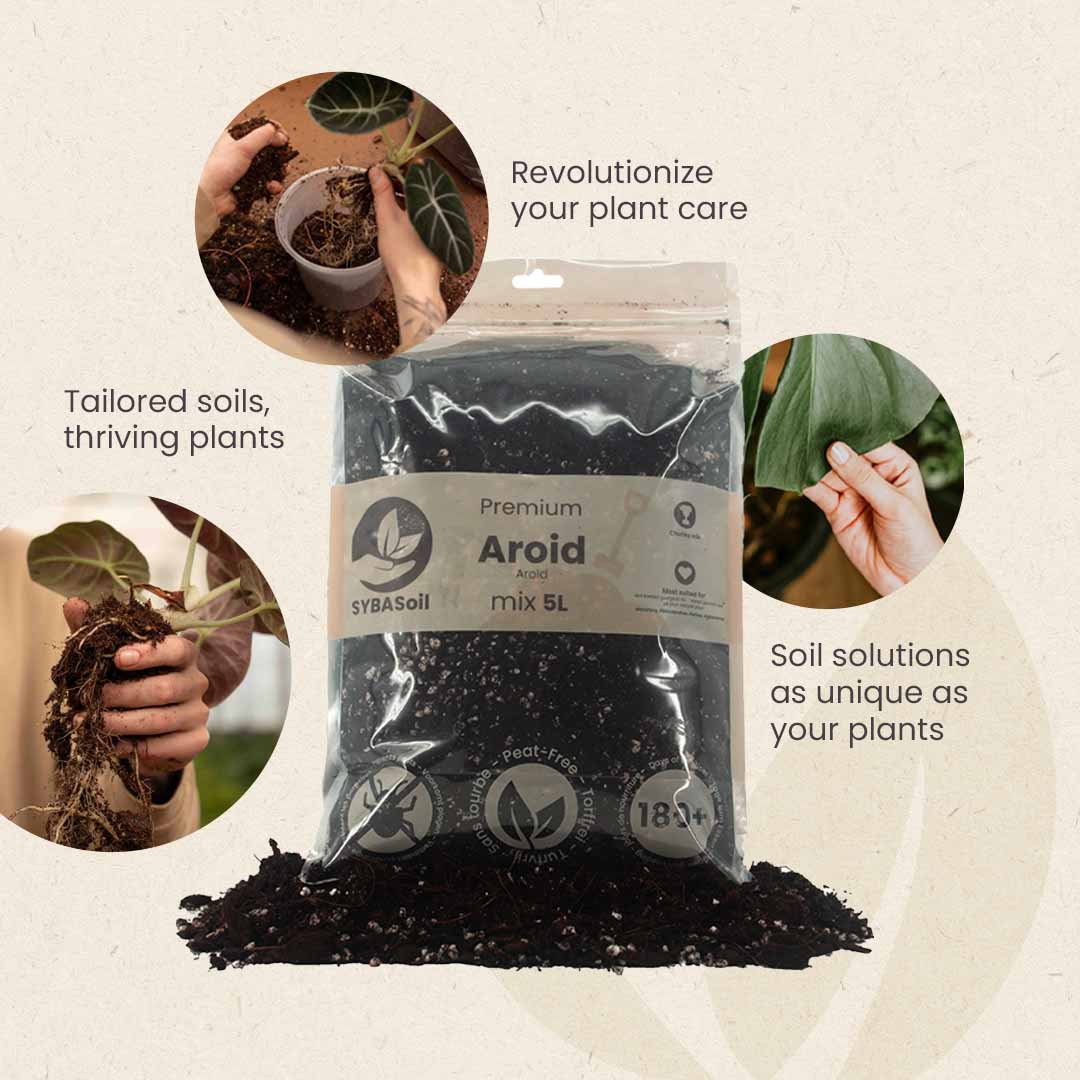 Aroïd mix