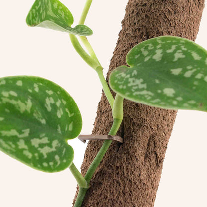 Biobased Klimstok (5x, bevat ook 15x clips & 3x verbindstuk)