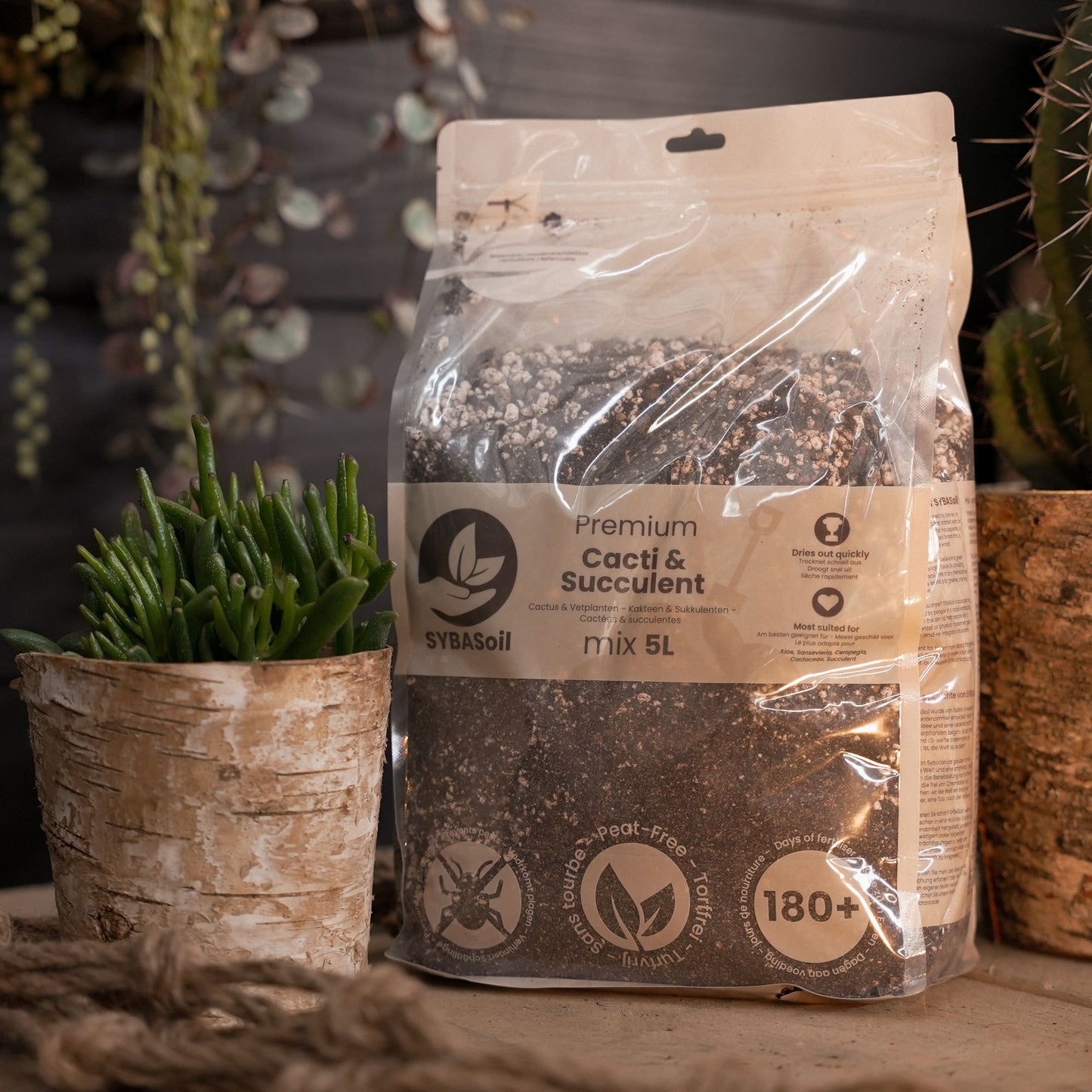 De Blije Cactus & Vetplant Startersbundel