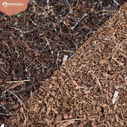 Fibre de coco