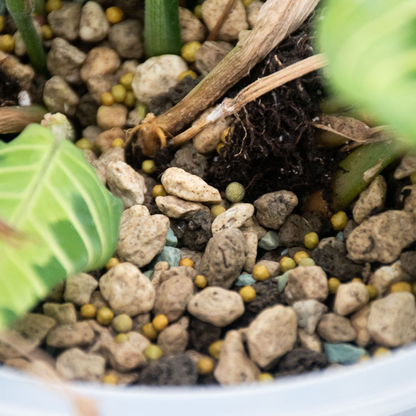Engrais à libération lente pour cactus