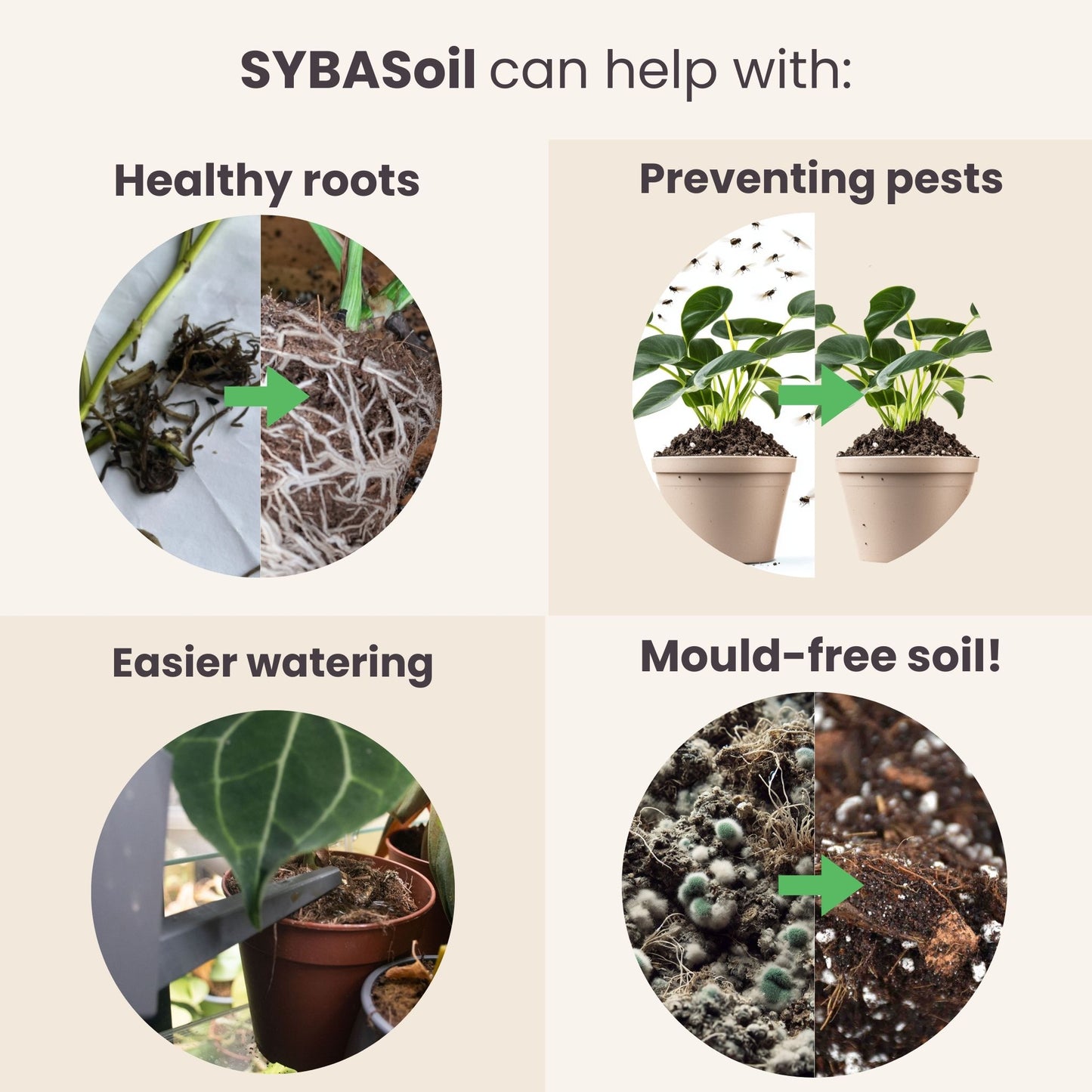 Pack de démarrage Plante Heureuse