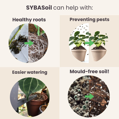 Pack de démarrage Plante Heureuse