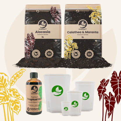 Tropische Planten Welkomstbundel